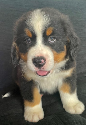 CHIOT 2 Blanc
